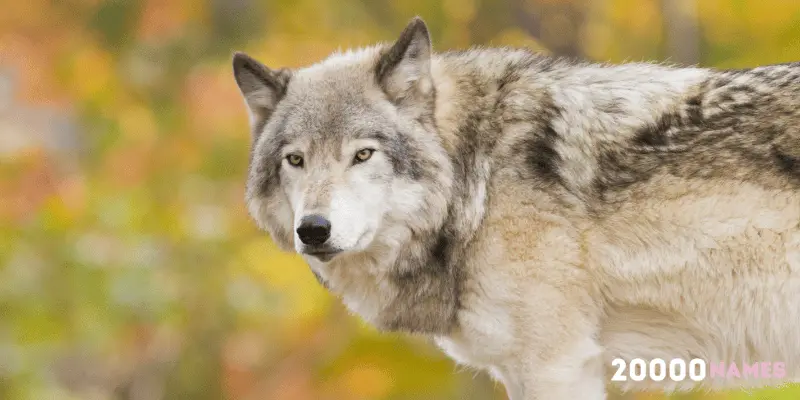 Male Wolf